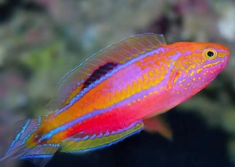 Pintail Male Fairy Wrasse - Coral's Coral