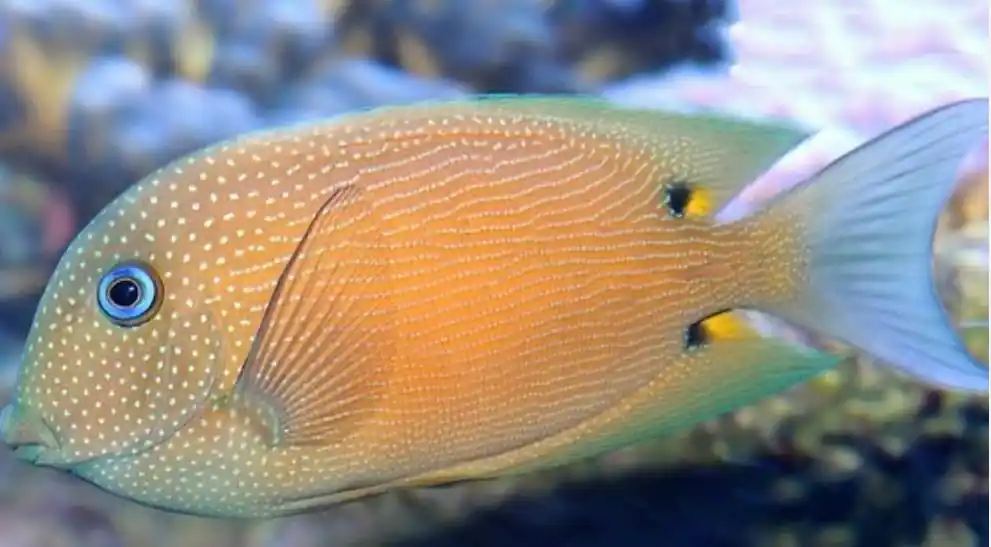 Live 6/18/26 Two Spot Bristle Tooth Tang - Coral's Coral