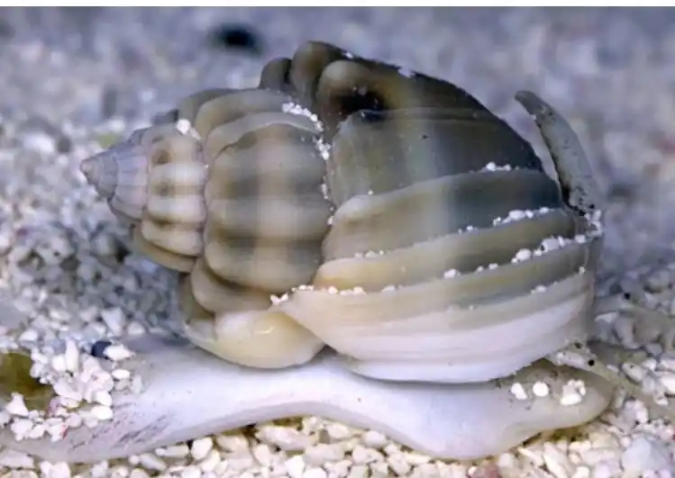 Super Nassarius Snail - Coral's Coral