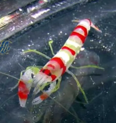 Red Banded Pistol Shrimp - Coral's Coral