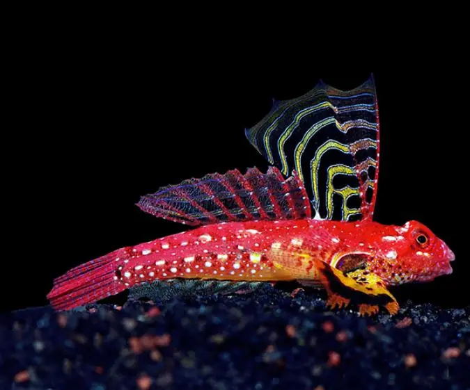 Live 6/18/26 Ruby Red Dragonet - Coral's Coral