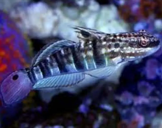 Sleeper Banded Goby - Coral's Coral