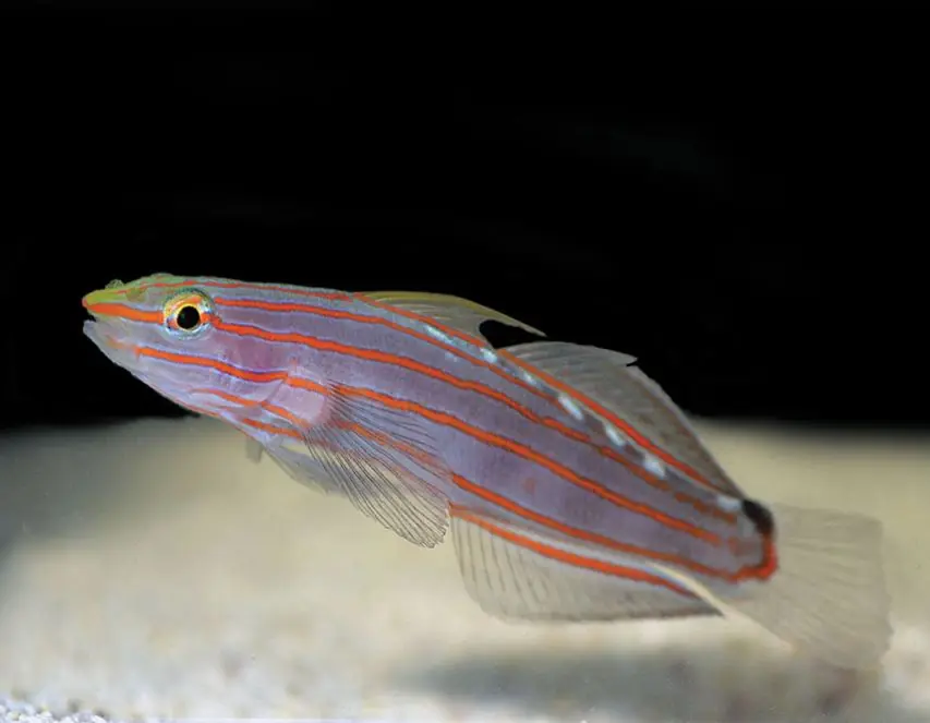Live 6/18/26 Rainfordi (Court Jester) Goby - Coral's Coral