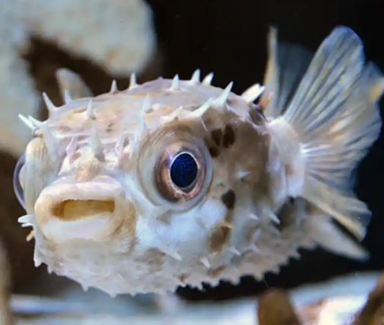 Live 6/18/26 Porcupine Puffer - Coral's Coral