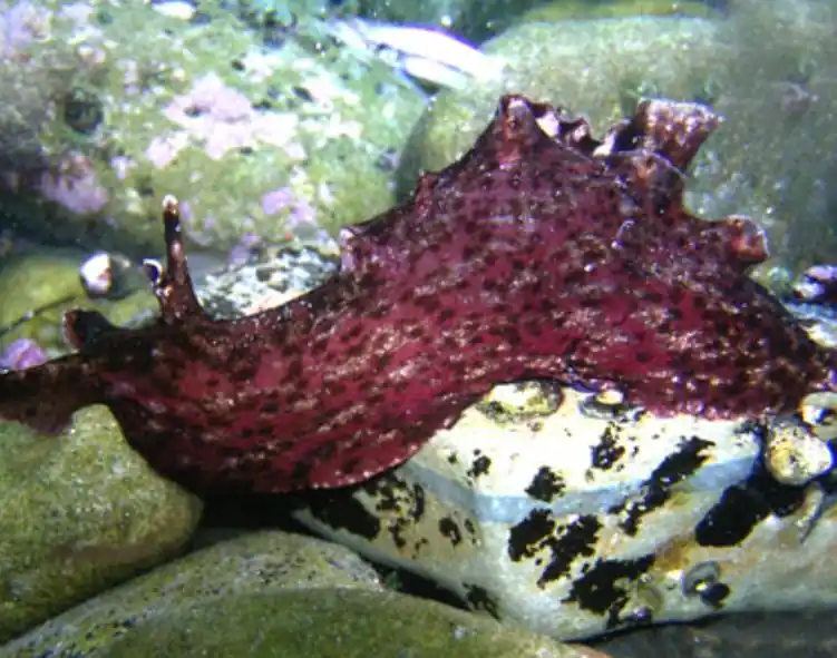 Californica Sea Hare Nudibranchs - Coral's Coral