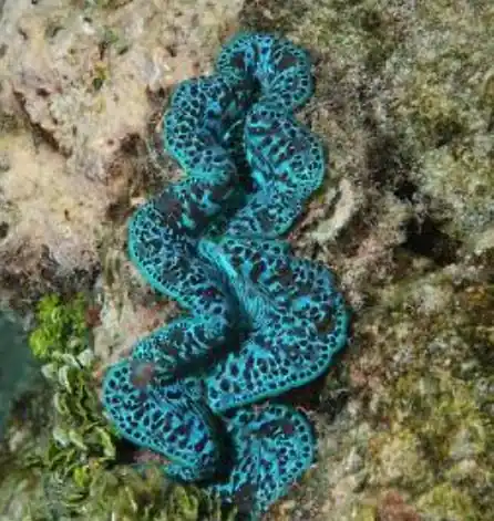 Maxima Ultra Clam *NO DISCOUNT - Coral's Coral