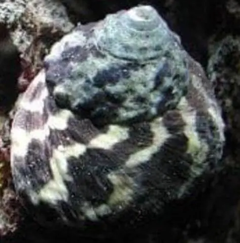 Live 6/18/26 Zebra Stripe Turbo Snail - Coral's Coral