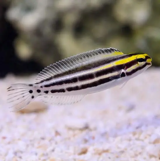 Striped Cateye (Zebra) Blenny - Coral's Coral