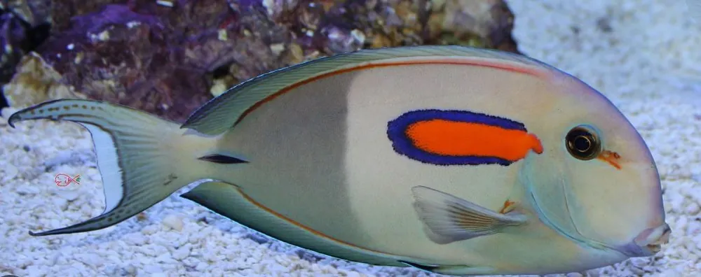 Orange Shoulder Tang - Coral's Coral