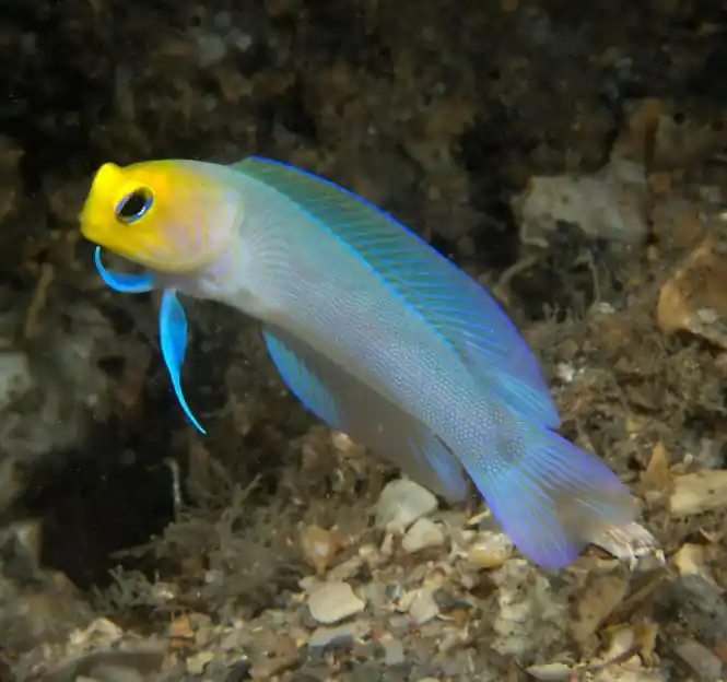 Pearly Jawfish - Coral's Coral