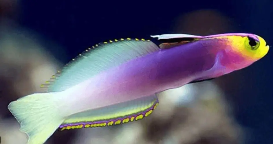 Helfrich's Firefish Goby - Coral's Coral