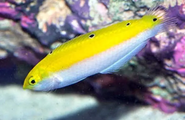 Yellow and White Coris Wrasse - Coral's Coral