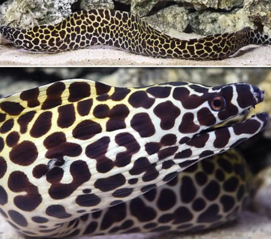 *Tesselata Eel - Coral's Coral