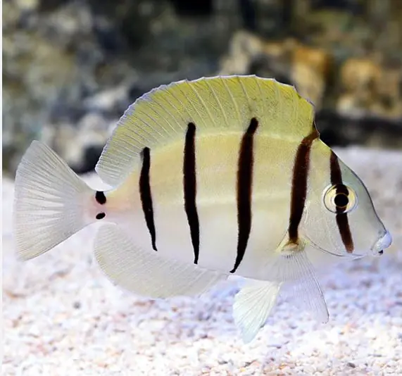 Convict Tang - Coral's Coral