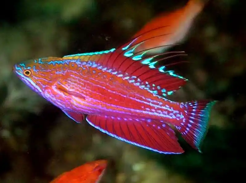 Royal Flasher Wrasse - Coral's Coral