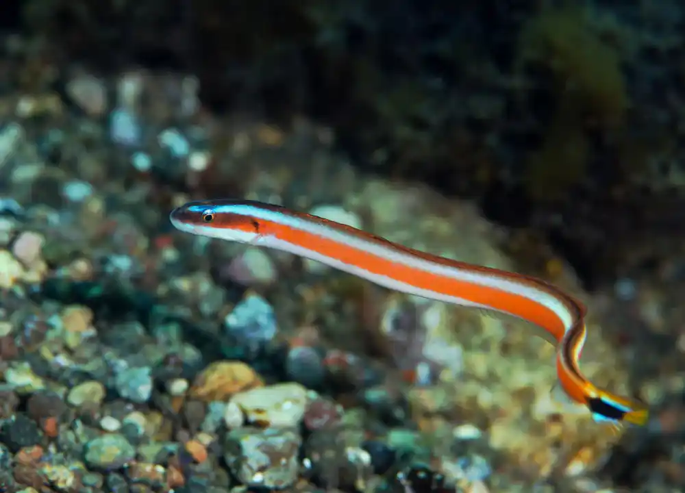 Red Striped Worm Goby - Coral's Coral