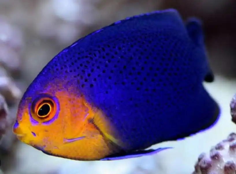 Orangeback Pygmy Angel - Coral's Coral