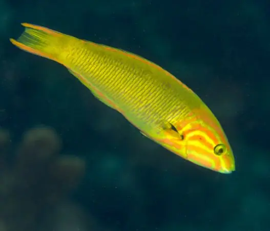 Sunset Wrasse - Coral's Coral