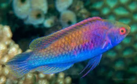 Orange Back Fairy Wrasse - Coral's Coral