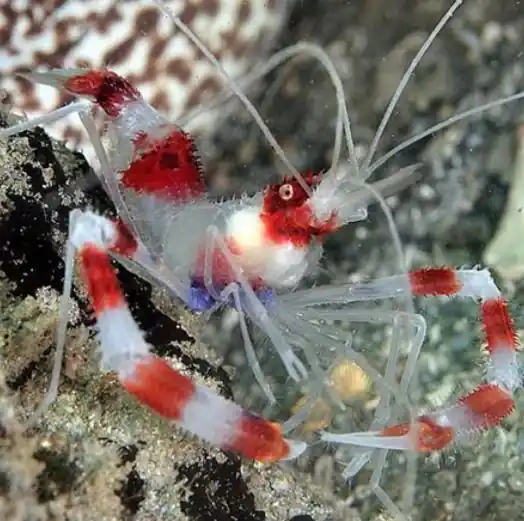 Coral Banded Shrimp - Coral's Coral