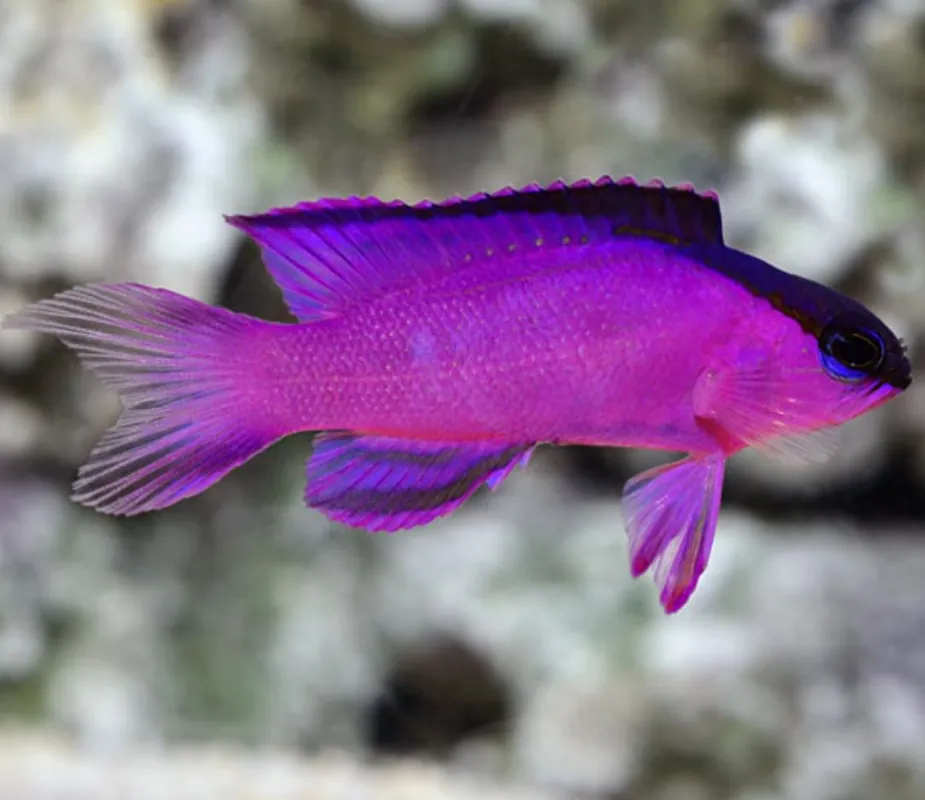 Black Cap Basslets - Coral's Coral