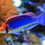 Red Head Solon Fairy Wrasse - Coral's Coral