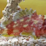 Yellow Spotted Scorpion - Coral's Coral