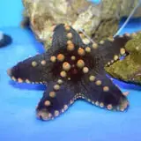African Starfish - Coral's Coral