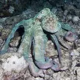 Caribbean Octopus Cephalopods - Coral's Coral