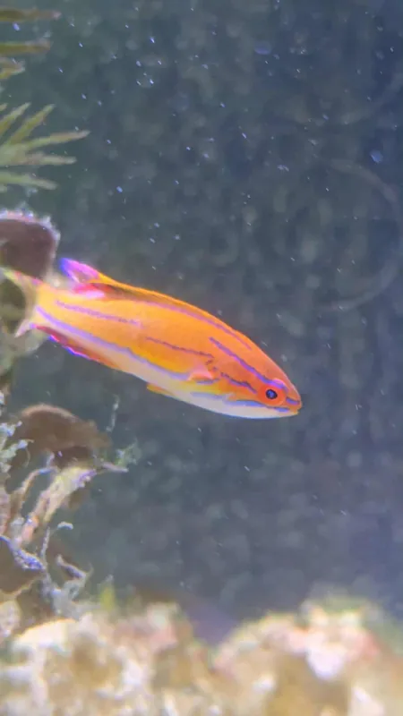 Super McCosker's Flasher Wrasse - Coral's Coral
