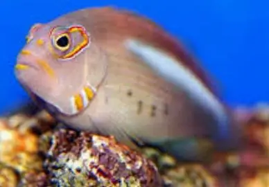 Arc Eye Hawkfish - Coral's Coral