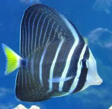 *Sailfin Tang - Coral's Coral