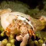 Anemone Hermit Crab - Coral's Coral