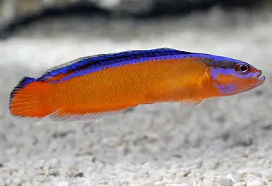 *Neon Dottyback - Coral's Coral