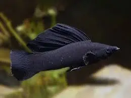 *Black Sailfin Molly - Coral's Coral