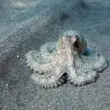 Brown Pacific Octopus Cephalopods - Coral's Coral