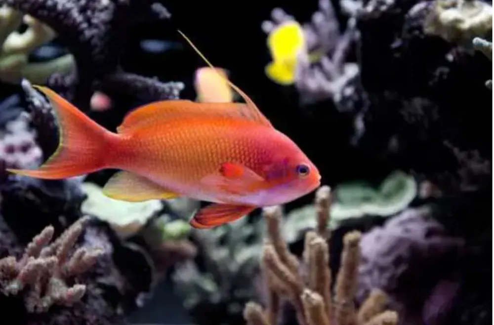 Live 3/26/26 Lyretail Anthias - Coral's Coral