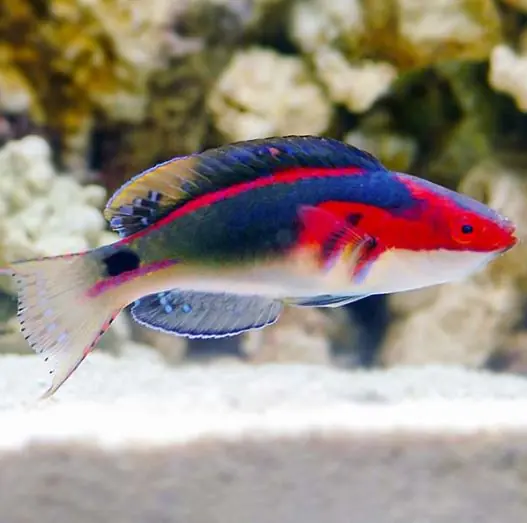 Exquisite Male Fairy Wrasse - Coral's Coral