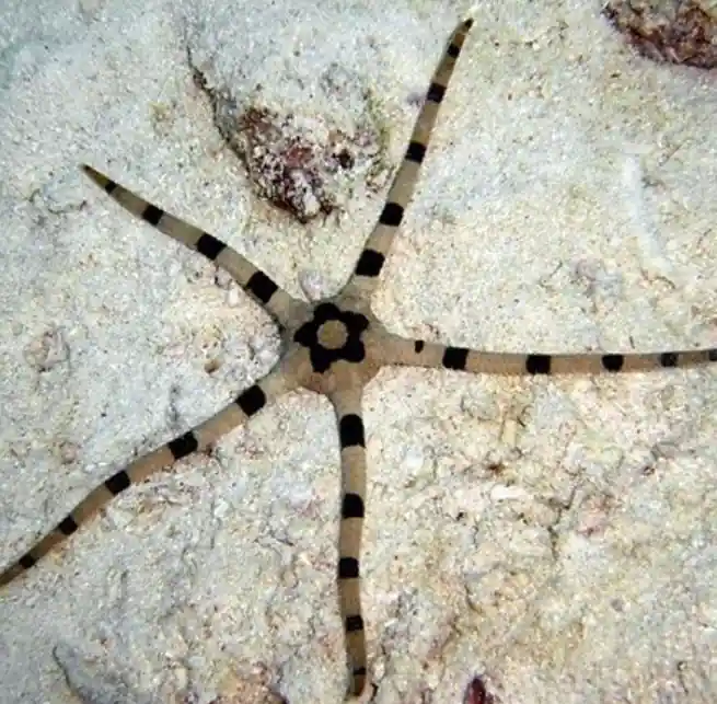 Tiger Serpent Starfish - Coral's Coral