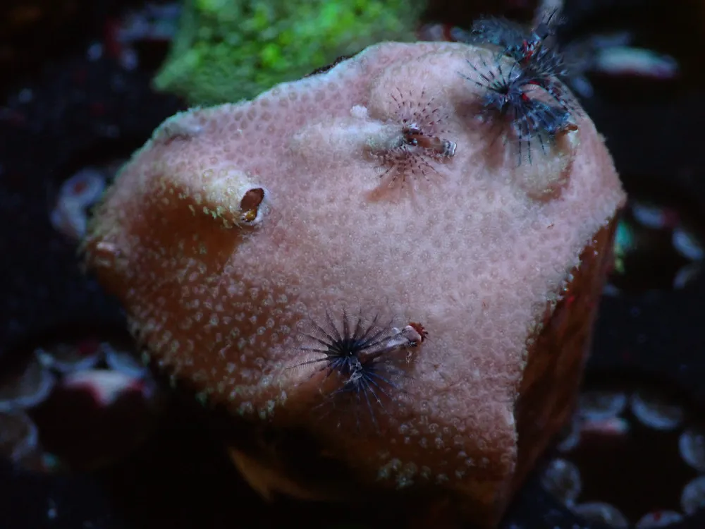 CSC Christmas Tree Worm 7/18/24 - Coral's Coral Live