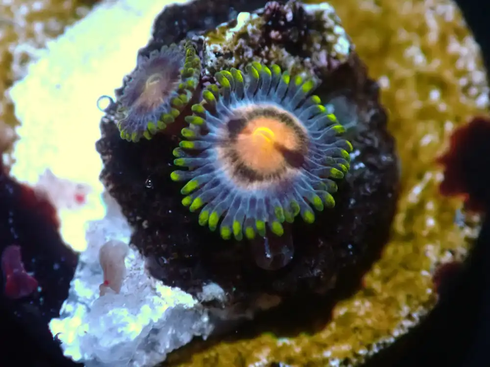 CSC Lazer Lemon Zoas 7/18/24 - Coral's Coral Live