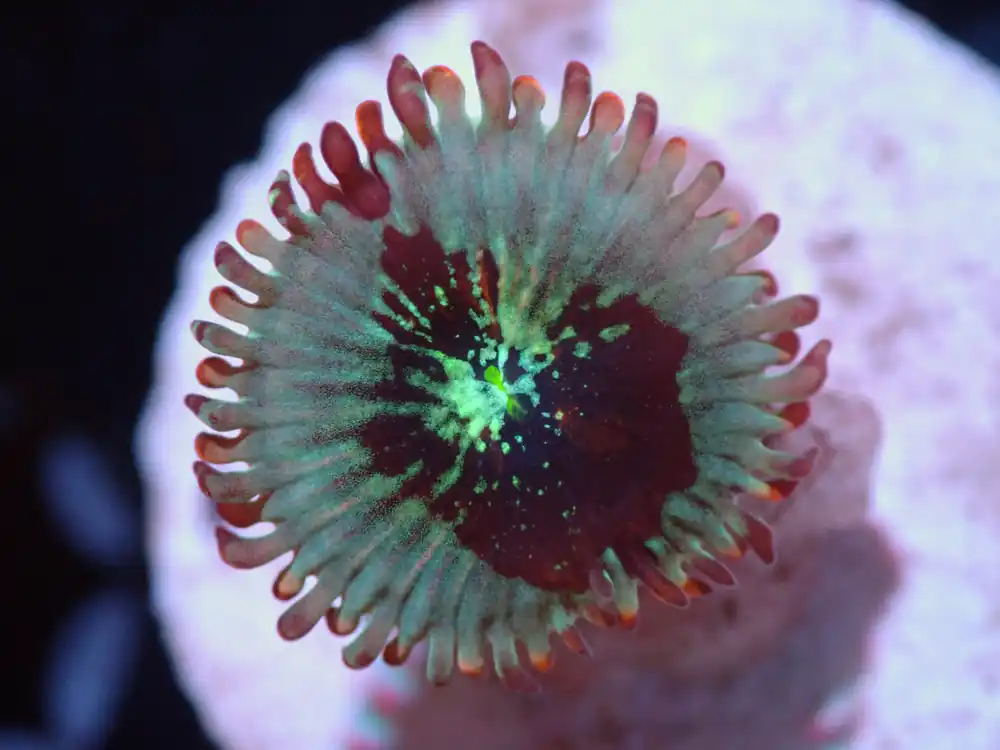 CSC Salted Agave Zoa 7/18/24 - Coral's Coral Live