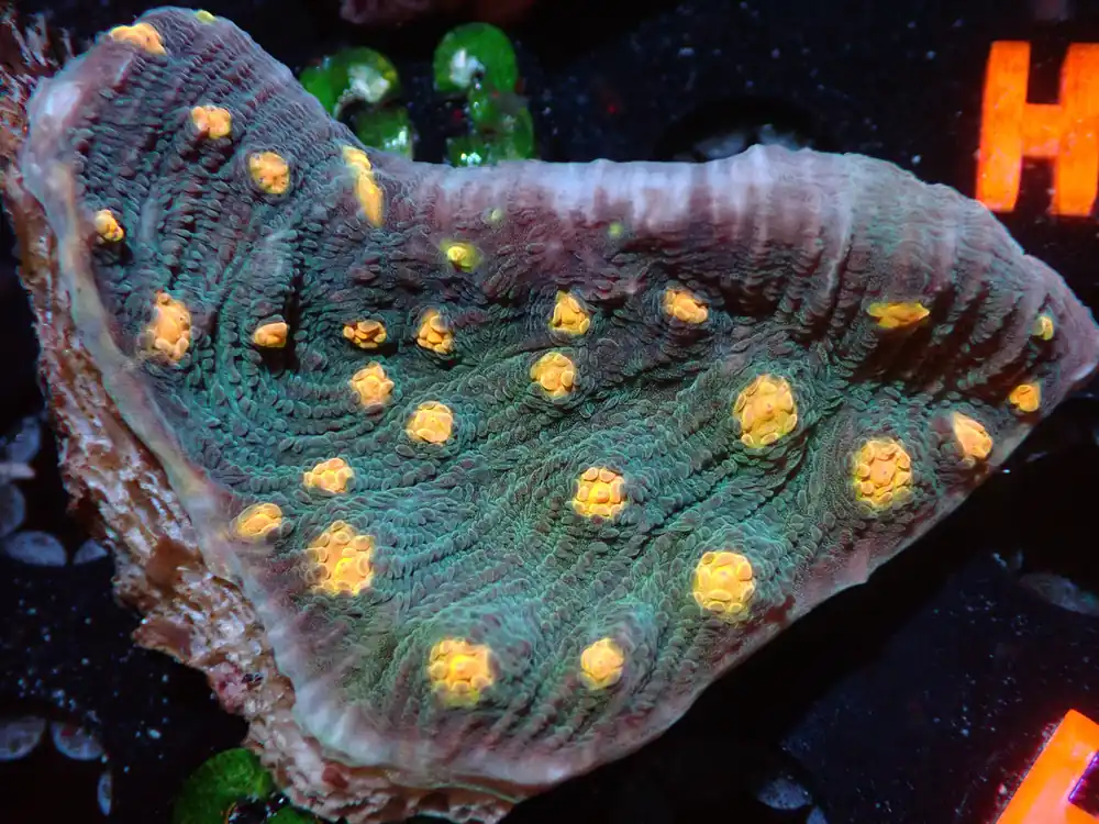 CSC Yellow Eye Green Chalice Chunk 7/18/24 - Coral's Coral Live
