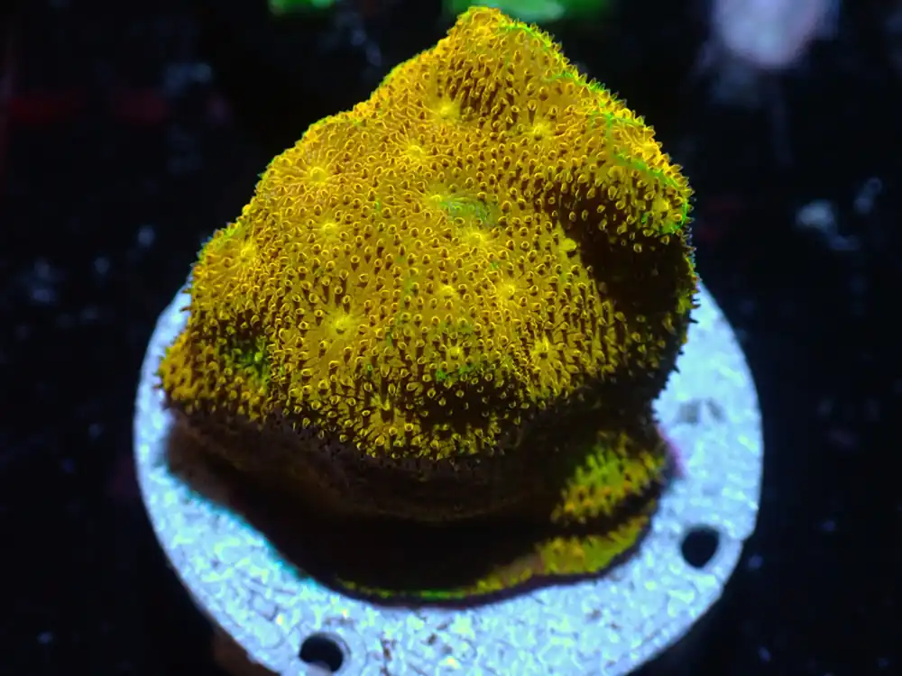 CSC Yellow Yutz Psamocorra 7/18/24 - Coral's Coral Live