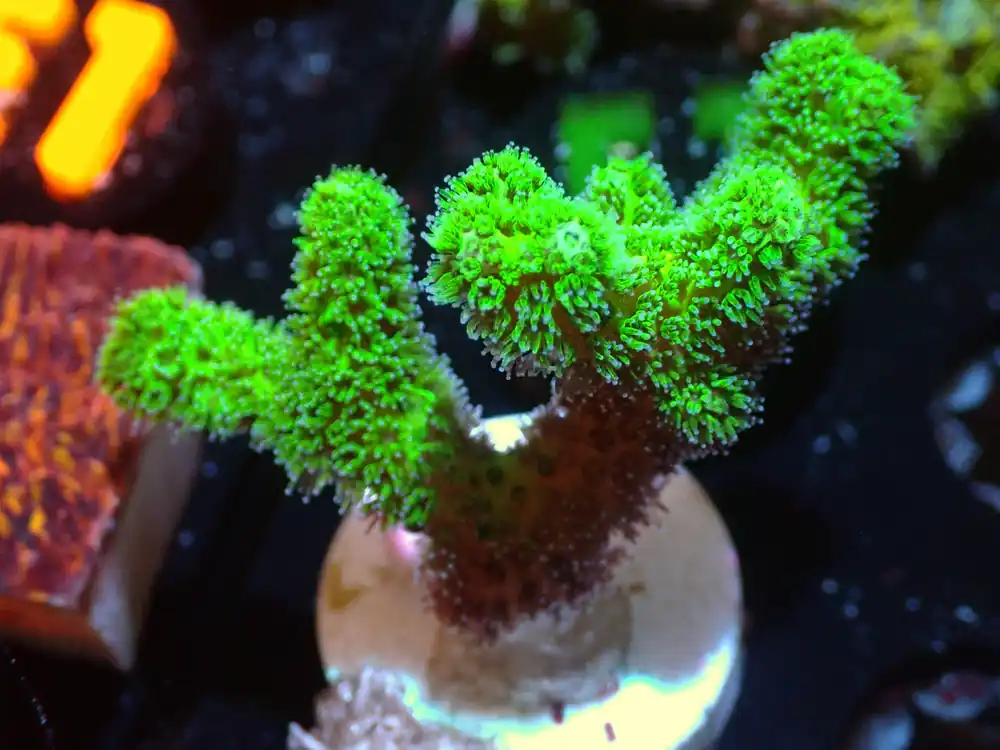 CSC Green Psamocorra 7/18/24 - Coral's Coral Live