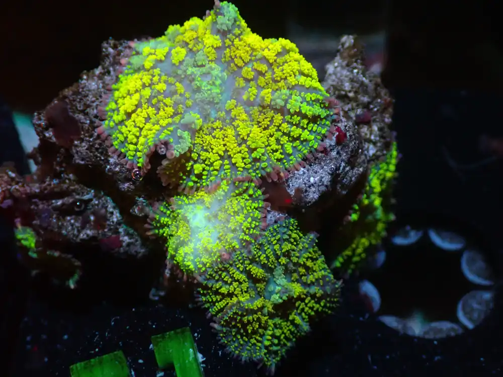 CSC Gonzos Golden Dragon Mushroom Rock 7/18/24 - Coral's Coral Live
