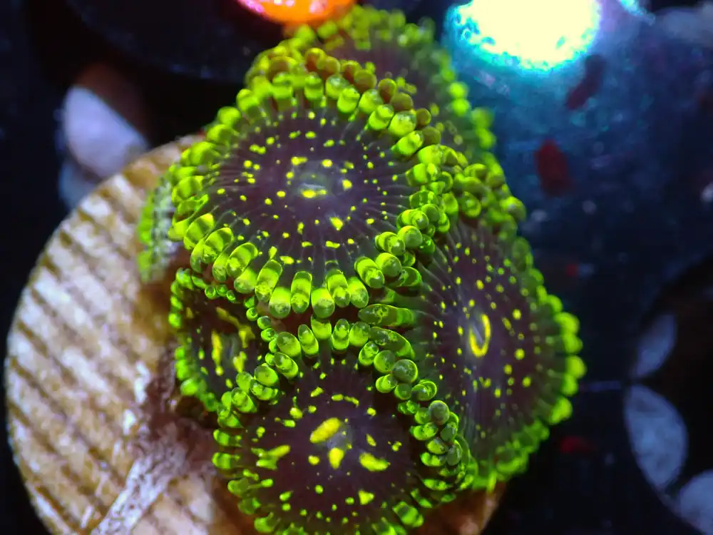 CSC Exosphere Zoas 6P 7/18/24 - Coral's Coral Live