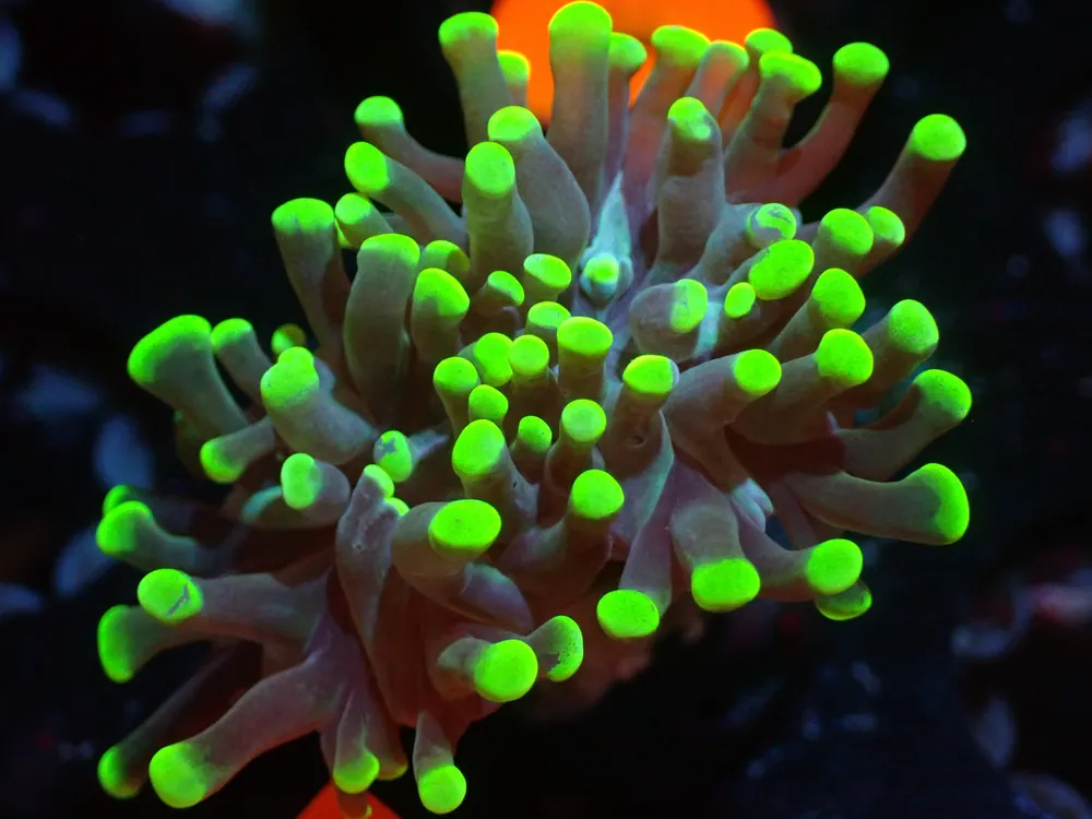 CSC Green Frammer 2H 7/18/24 - Coral's Coral Live
