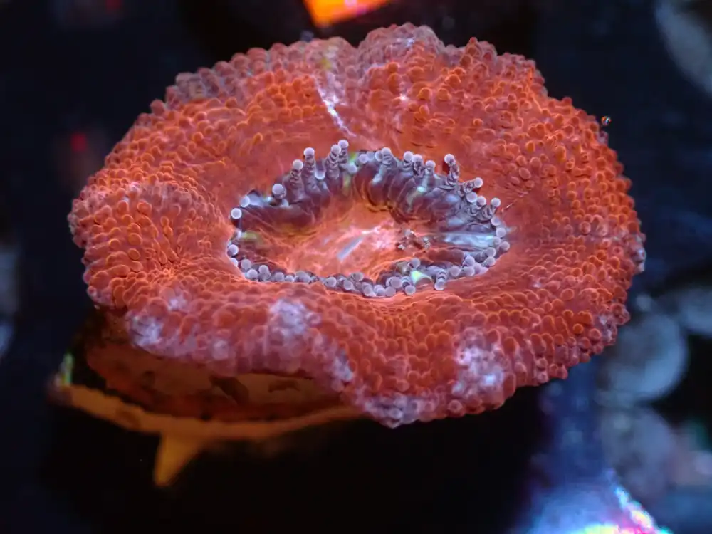 CSC Red Acan 7/18/24 - Coral's Coral Live