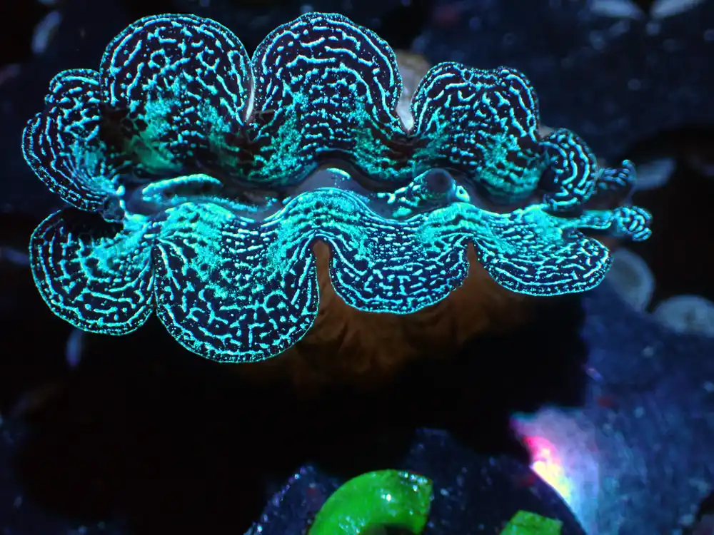 CSC Crocea Clam 7/18/24 - Coral's Coral Live